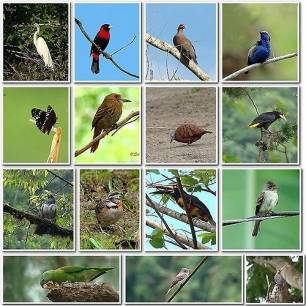 Japón: División en Nagoya en torno a acuerdo sobre la biodiversidad