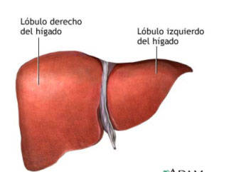 Localización, funciones y males del hígado
