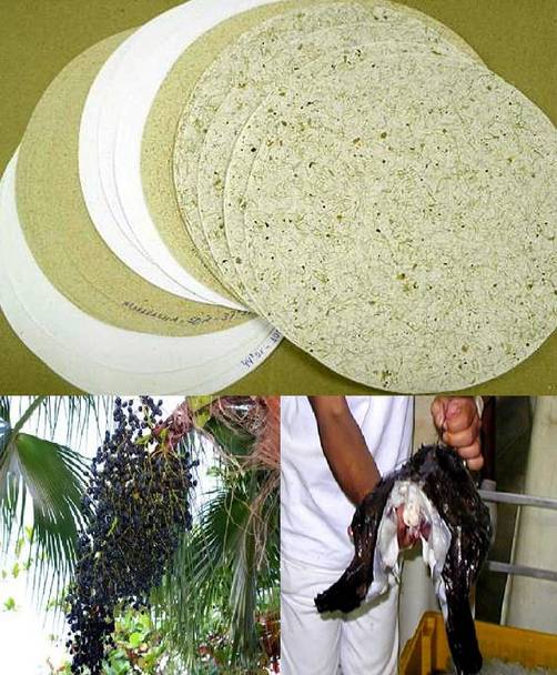 Los investigadores fabrican papel con semillas de açai y de cuero de pescado Los investigadores fabrican papel con semillas de açai y de cuero de pescado