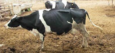 Windows 7 incluye 6 versiones Windows 7 incluye 6 versiones