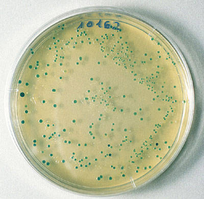 Científicos descubren bacterias vivas de hace más de 34.000 años