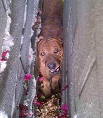 Foto: Perro que quedó atrapado entre dos paredes