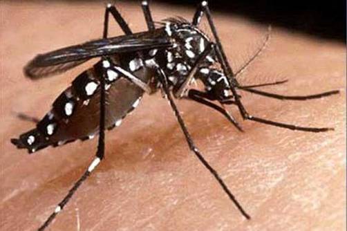Dengue: ¿permitida criminal ineptitud de ministro Ugarte?