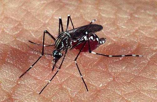 Perú: Ya van 12 muertos por dengue en Loreto