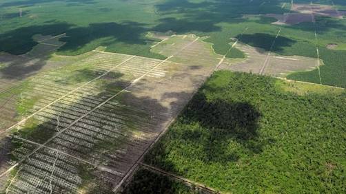 ONU: Latinoamérica es la región que más decepciona en cuidado de bosques