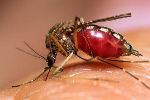 América Latina: El dengue mató a 1167 personas en 2010