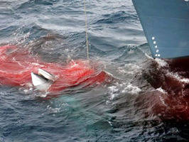 Japón detiene la caza de ballenas en la Antártida