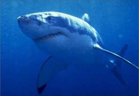 El tiburón blanco que siembra el pánico en Australia El tiburón blanco que siembra el pánico en Australia