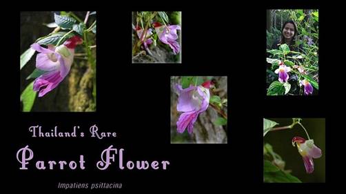 La Flor Perico