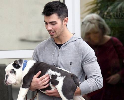 Joe Jonas de camino al veterinario con Winston
