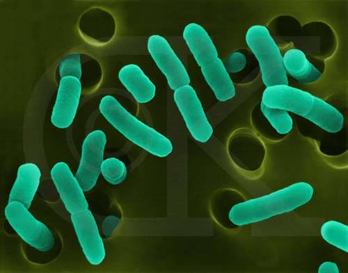 La relación entre los transgénicos y el E. Coli