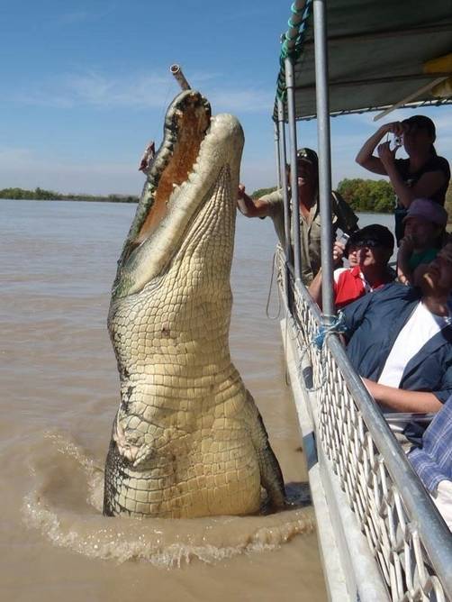 Confirman fotografía de un cocodrilo gigante en Australia