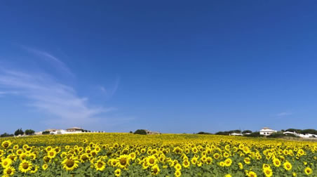 Cultivan girasoles para combatir la radiactividad en Japón