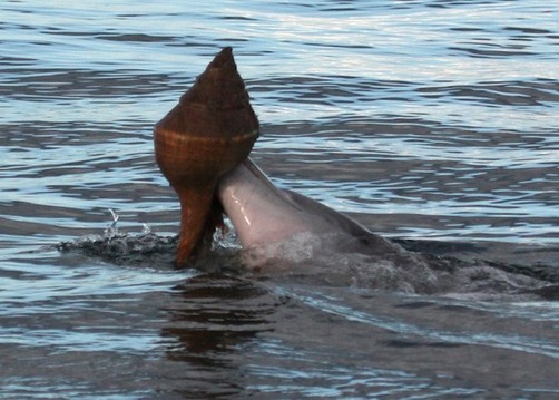 Los delfines innovan y usan conchas para pescar