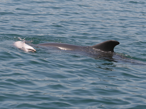 Los delfines parecen entender su mortalidad y viven la muerte como los humanos