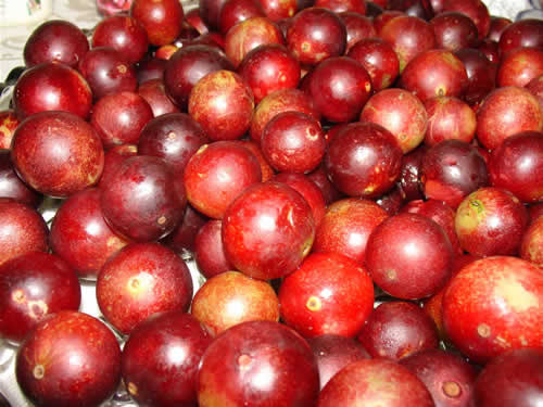 Propiedades medicinales del CAMU CAMU