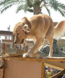 Mañana domingo 50 canes en campeonato Mañana domingo 50 canes en campeonato