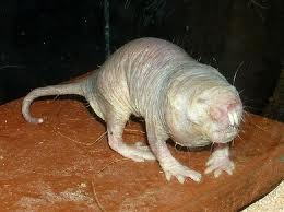 Los animales más feos del mundo (Fotos)