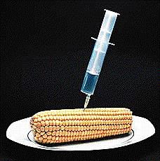 México: No a siembra de Maíz transgénico México: No a siembra de Maíz transgénico