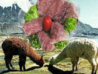 La Universidad de León analiza la carne de alpaca como alternativa para el consumo humano