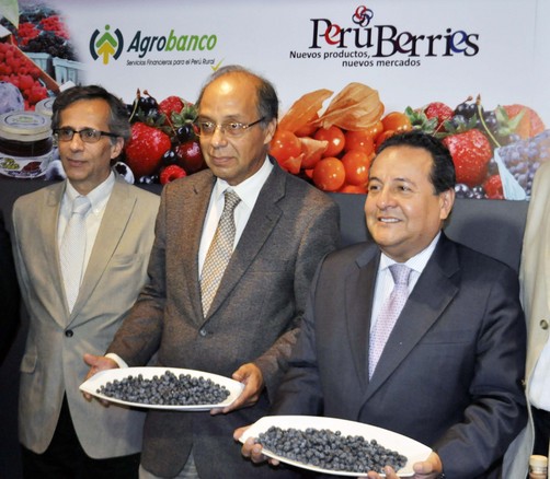 Sierra Exportadora y Agrobanco impulsan cultivo de berries Sierra Exportadora y Agrobanco impulsan cultivo de berries