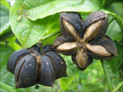 Sacha Inchi (Plukenetia Volubilis Linneo)