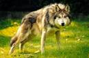 Debate en Suecia por matanza selectiva de lobos