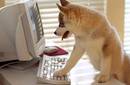 Twitter también puede ser usado por perros