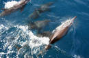 La polémica matanza de delfines encara a pescadores