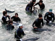 Delfines son liberados en las costas de Japón