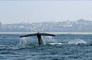 Expertos preparan en Argentina el plan quinquenal de avistamiento de ballenas