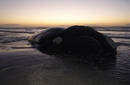 Descubren 82 ballenas piloto atrapadas en una playa de Nueva Zelanda
