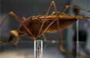 Un nuevo mosquito podría complicar la lucha contra la malaria