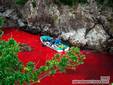 Mar de Japón se tiñe de rojo por la tradicional caza de delfines.