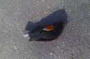 Suecia: Misteriosa muerte de pájaros en las calles de un poblado