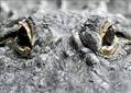 Repueblan de caimanes las ciénagas y ríos del norte de Colombia