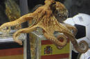 Pulpo Paul predice triunfo de España sobre Alemania