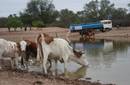 Sequía en Bolivia: agua para los animales de El Chaco