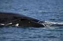 Greenpeace insta a Gobierno dominicano a combatir la caza de ballena jorobada