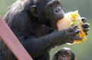 Experimentarán vacuna contra el ébola en chimpancés