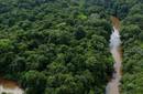 La Amazonía brasileña perdió otros 243 kilómetros cuadrados de selva en junio