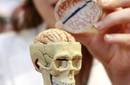 El actual cerebro humano es igual que el de los 'neandertales' en su primer año
