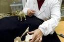 Descubren en España un dinosaurio desconocido en Europa