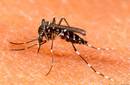 El verano: Cómo alejar a los mosquitos