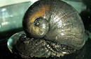 El caracol, 'aliado' del Ejército