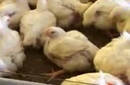 Fujimorato introdujo al Perú maíz transgénico para pollos