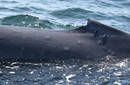 Menor capa de ozono parece provocar quemaduras en ballenas