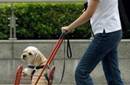 Las autoridades de Shanghai se plantean la política del 'perro único'