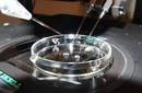 Mujeres mayores pagan hasta cinco veces más por fertilización in vitro