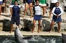 Delfines bailan el Waka Waka de Shakira